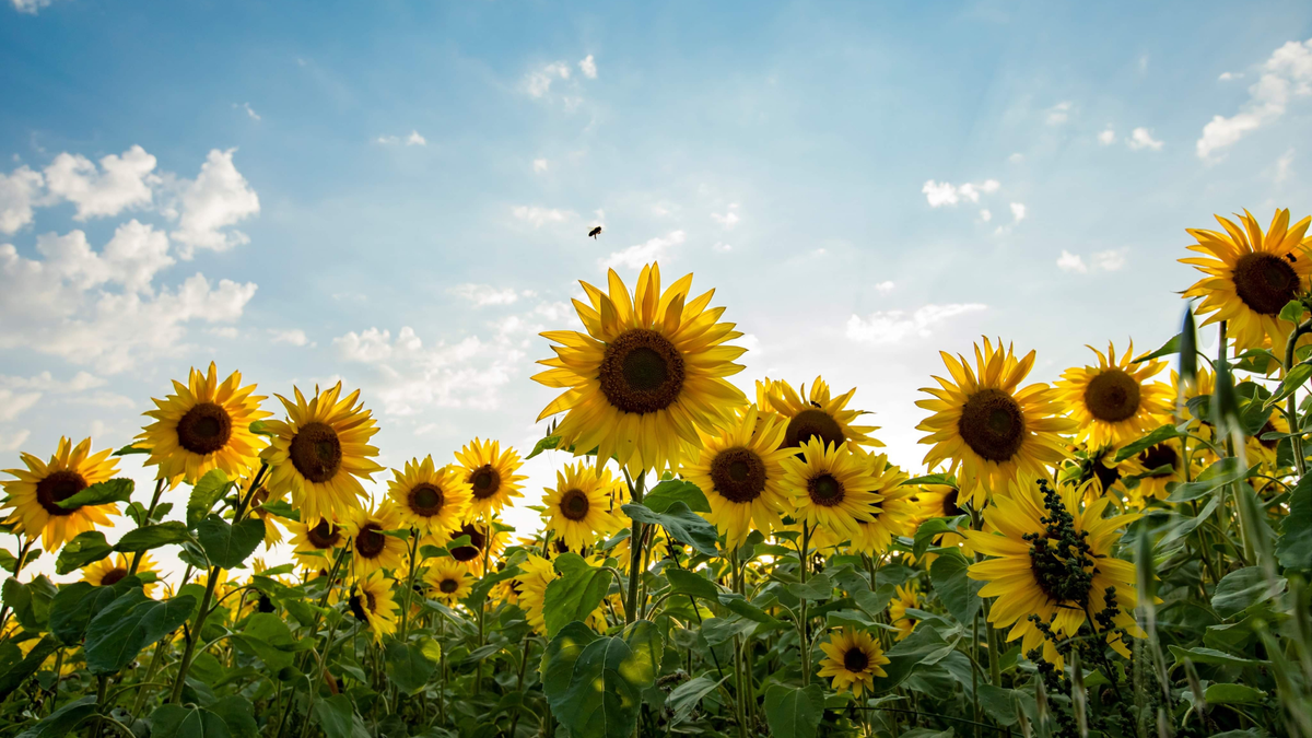 Sunflower Oil for Skin Care Explained